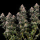 Насіння коноплі Amnesia Haze fem. Royal Queen Seeds