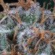 Насіння коноплі Amnesia Haze fem. Royal Queen Seeds