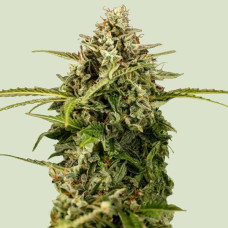 Apollo F1 auto feminised (Royal Queen Seeds)