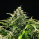 Семена конопли Apollo F1 autofem. Royal Queen Seeds