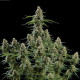 Семена конопли Apollo F1 autofem. Royal Queen Seeds