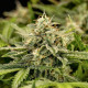 Семена конопли Apollo F1 autofem. Royal Queen Seeds