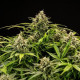 Семена конопли Apollo F1 autofem. Royal Queen Seeds