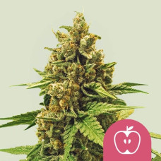 Apple Fritter feminised (Royal Queen Seeds)