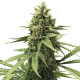 Семена конопли Apple Fritter fem. Royal Queen Seeds
