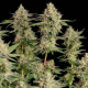 Семена конопли Apple Fritter fem. Royal Queen Seeds
