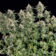 Семена конопли Apple Fritter fem. Royal Queen Seeds