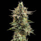 Семена конопли Apple Fritter fem. Royal Queen Seeds