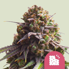 Biscotti feminised (Royal Queen Seeds)