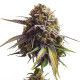 Семена конопли Biscotti fem. Royal Queen Seeds