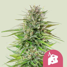 Blue Cheese feminised (Royal Queen Seeds)