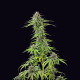 Семена конопли Blue Cheese fem. Royal Queen Seeds