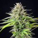 Семена конопли Blue Cheese fem. Royal Queen Seeds