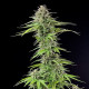 Семена конопли Blue Cheese fem. Royal Queen Seeds