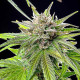 Семена конопли Blue Cheese fem. Royal Queen Seeds