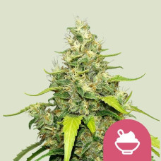 Blue Gelato feminised (Royal Queen Seeds)