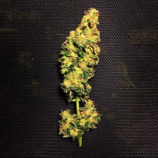 Blue Mystic feminised (Royal Queen Seeds)