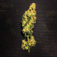 Семена конопли Blue Mystic fem. Royal Queen Seeds