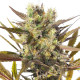 Семена конопли Blue Mystic fem. Royal Queen Seeds