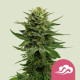 Семена конопли Blue Mystic fem. Royal Queen Seeds