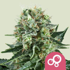 Bubble Kush feminised (Royal Queen Seeds)