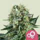 Семена конопли Bubble Kush fem. Royal Queen Seeds