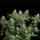 Семена конопли Bubble Kush fem. Royal Queen Seeds