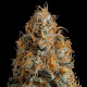 Семена конопли Bubble Kush fem. Royal Queen Seeds