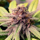Семена конопли Bubble Kush fem. Royal Queen Seeds