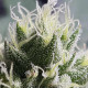 Семена конопли Bubble Kush fem. Royal Queen Seeds