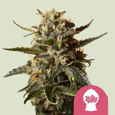 Bubblegum XL feminised (Royal Queen Seeds)