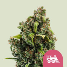 Candy Kush Express feminised (Royal Queen Seeds)