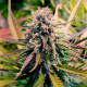 Насіння коноплі Candy Kush Express fem. Royal Queen Seeds