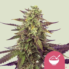 Cereal Milk feminised (Royal Queen Seeds)