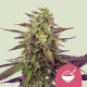 Насіння коноплі Cereal Milk fem. Royal Queen Seeds Насіння коноплі Cereal Milk fem. Royal Queen Seeds