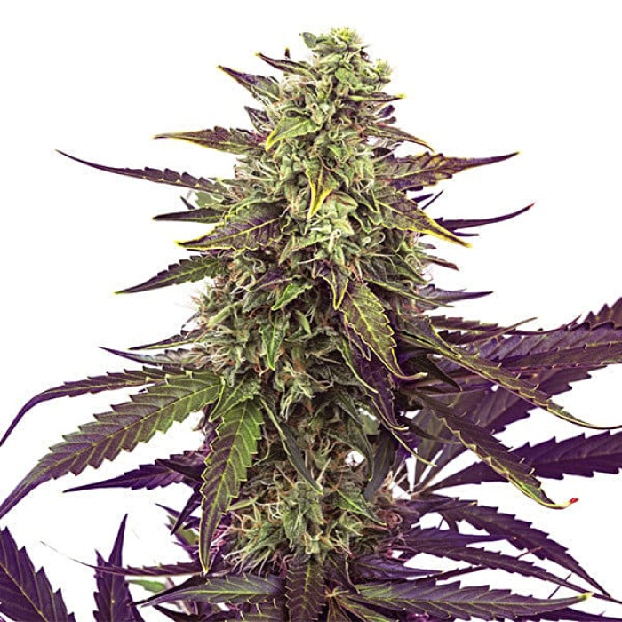 Насіння коноплі Cereal Milk fem. Royal Queen Seeds Насіння коноплі Cereal Milk fem. Royal Queen Seeds