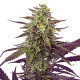 Насіння коноплі Cereal Milk fem. Royal Queen Seeds Насіння коноплі Cereal Milk fem. Royal Queen Seeds