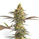Насіння коноплі Cereal Milk fem. Royal Queen Seeds Насіння коноплі Cereal Milk fem. Royal Queen Seeds