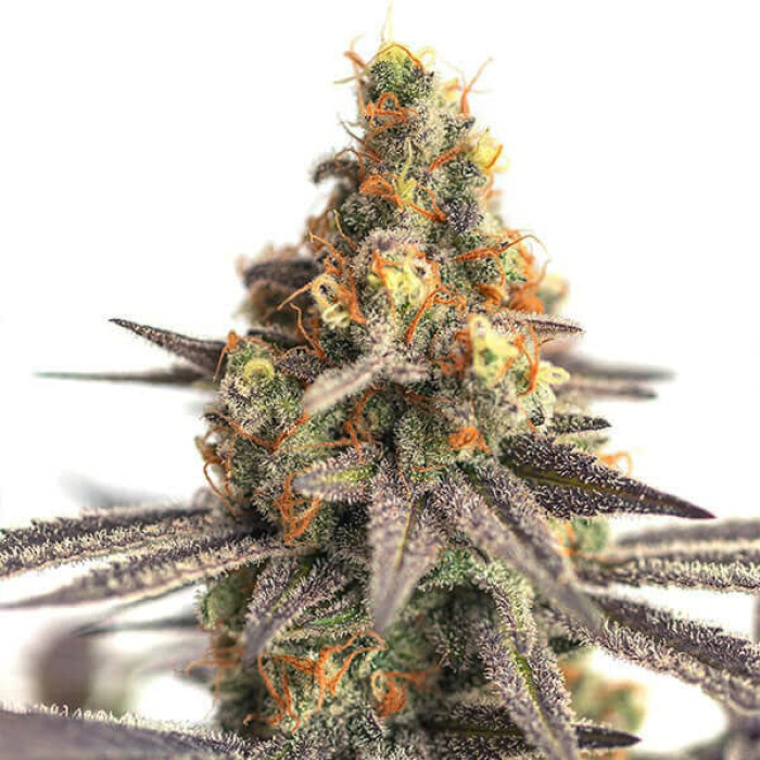 Насіння коноплі Cereal Milk fem. Royal Queen Seeds Насіння коноплі Cereal Milk fem. Royal Queen Seeds
