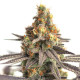 Насіння коноплі Cereal Milk fem. Royal Queen Seeds Насіння коноплі Cereal Milk fem. Royal Queen Seeds