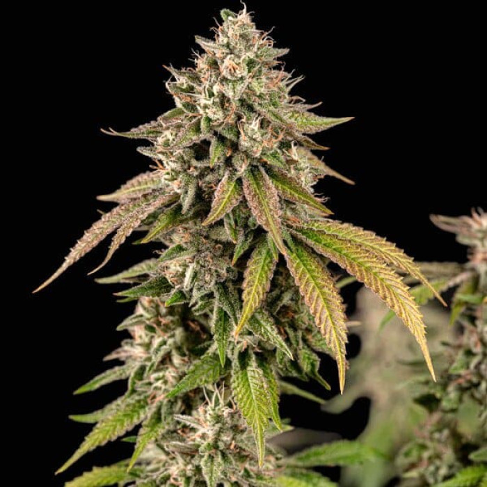 Насіння коноплі Cereal Milk fem. Royal Queen Seeds Насіння коноплі Cereal Milk fem. Royal Queen Seeds