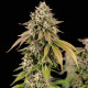 Насіння коноплі Cereal Milk fem. Royal Queen Seeds Насіння коноплі Cereal Milk fem. Royal Queen Seeds