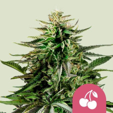 Cherry Pie feminised (Royal Queen Seeds)