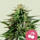 Семена конопли Cherry Pie fem. Royal Queen Seeds Семена конопли Cherry Pie fem. Royal Queen Seeds
