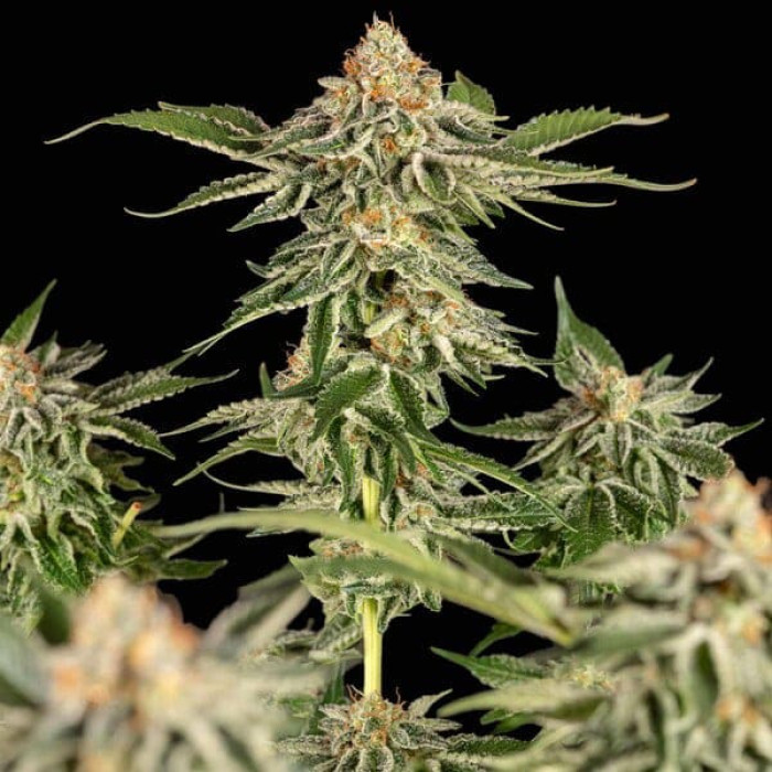 Семена конопли Cherry Pie fem. Royal Queen Seeds Семена конопли Cherry Pie fem. Royal Queen Seeds