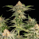 Семена конопли Cherry Pie fem. Royal Queen Seeds Семена конопли Cherry Pie fem. Royal Queen Seeds