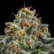 Семена конопли Cherry Pie fem. Royal Queen Seeds Семена конопли Cherry Pie fem. Royal Queen Seeds