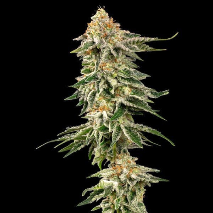 Семена конопли Cherry Pie fem. Royal Queen Seeds Семена конопли Cherry Pie fem. Royal Queen Seeds