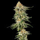 Семена конопли Cherry Pie fem. Royal Queen Seeds Семена конопли Cherry Pie fem. Royal Queen Seeds