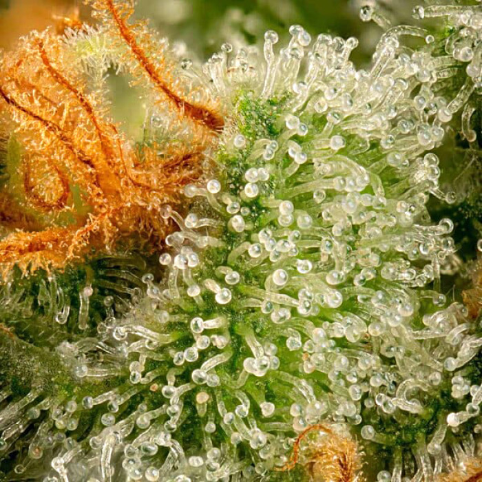 Семена конопли Cherry Pie fem. Royal Queen Seeds Семена конопли Cherry Pie fem. Royal Queen Seeds